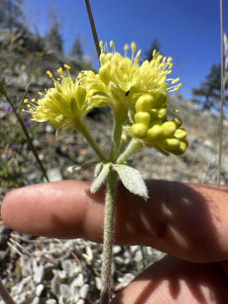 Eriogonum umbellatum var. humistratum photo 4