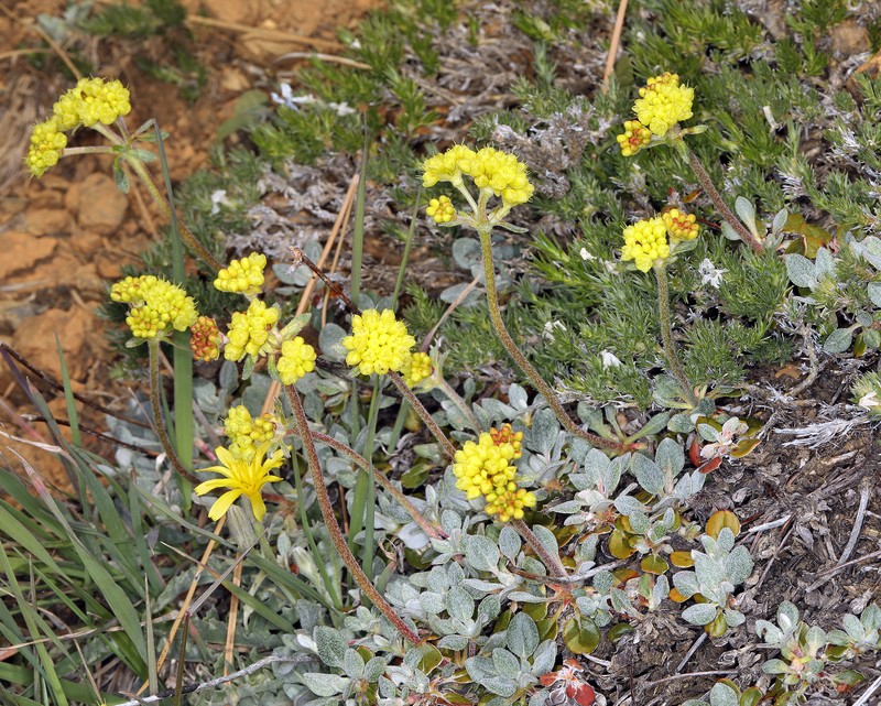 Eriogonum umbellatum var. humistratum photo 5