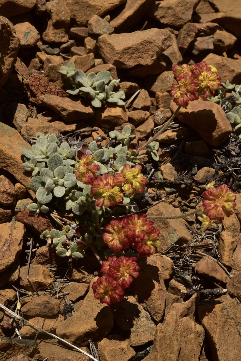 Eriogonum umbellatum var. humistratum photo 6