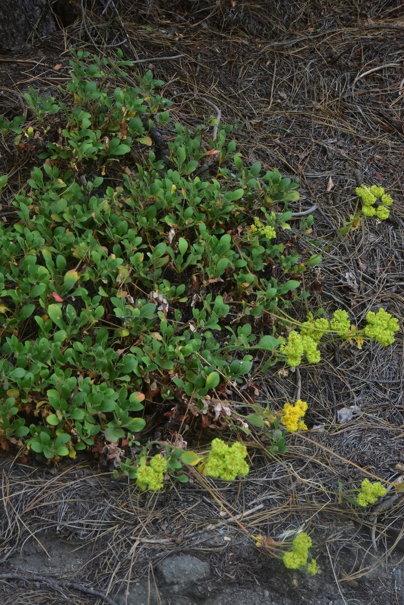 Eriogonum umbellatum var. hypoleium