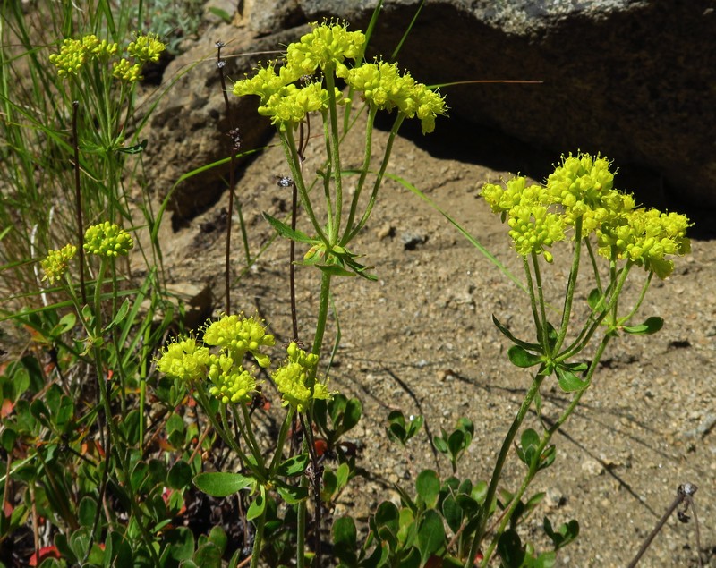 Eriogonum umbellatum var. hypoleium photo 2
