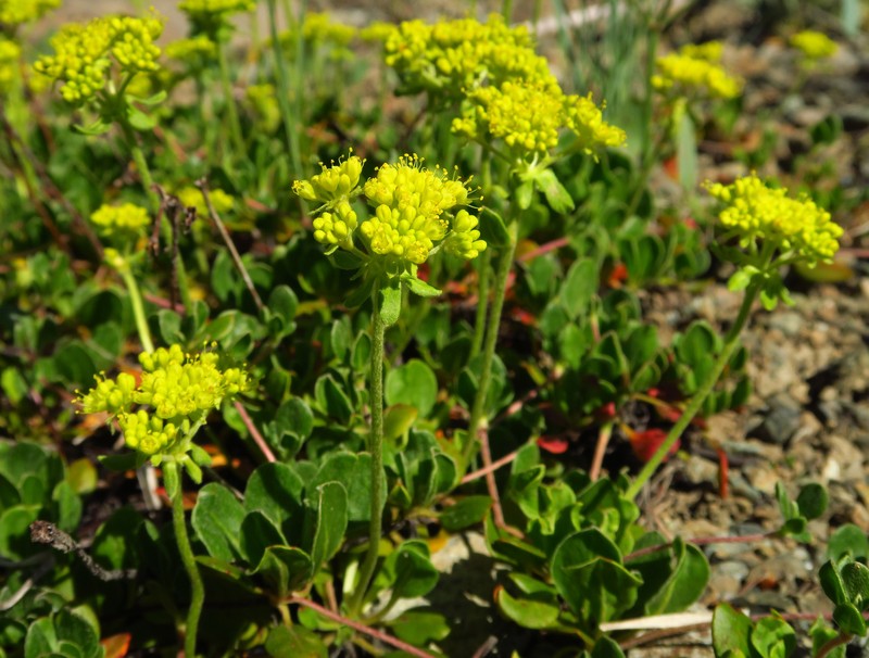 Eriogonum umbellatum var. hypoleium photo 3