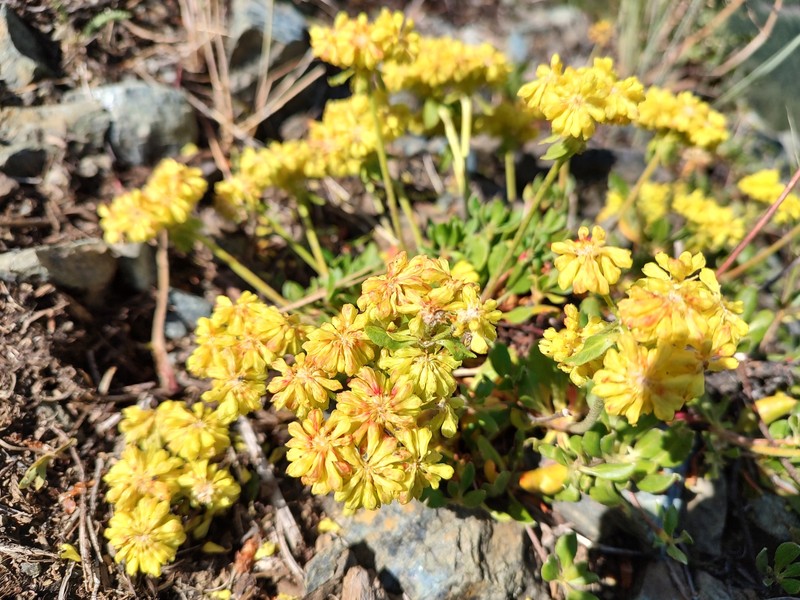 Eriogonum umbellatum var. hypoleium photo 4