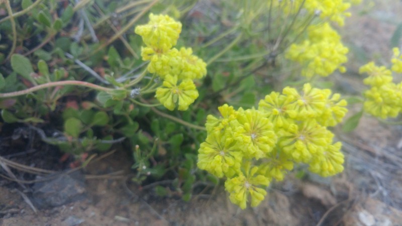 Eriogonum umbellatum var. hypoleium photo 5