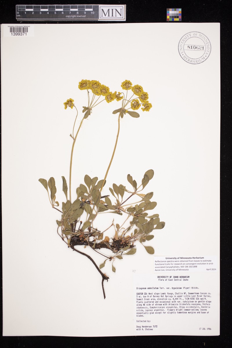 Eriogonum umbellatum var. hypoleium photo 6
