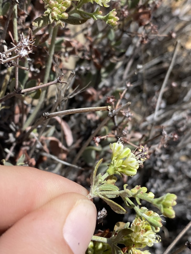 Eriogonum umbellatum var. juniporinum