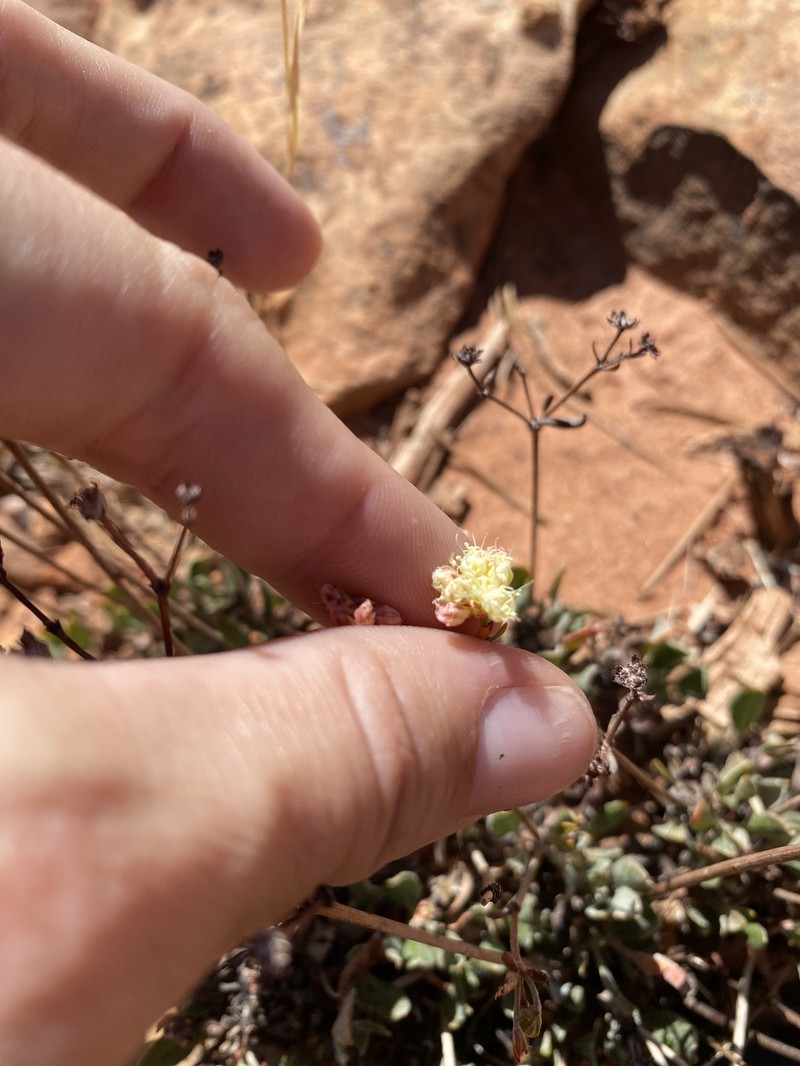 Eriogonum umbellatum var. juniporinum photo 2