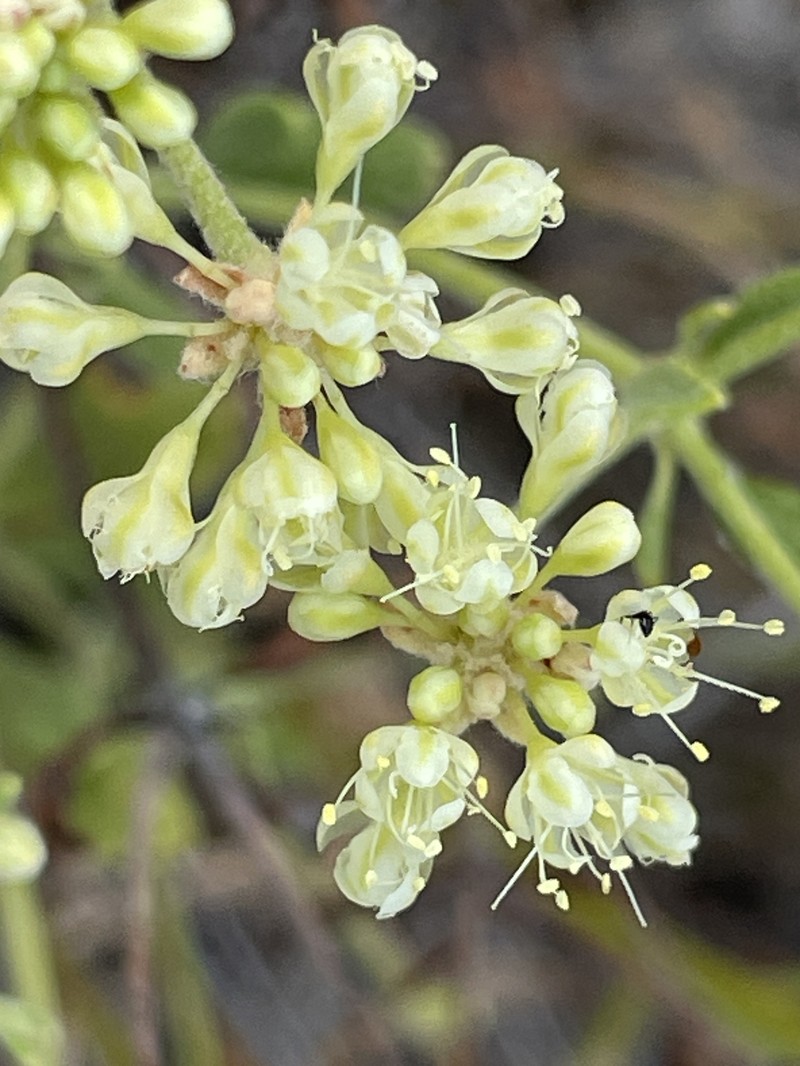 Eriogonum umbellatum var. juniporinum photo 3