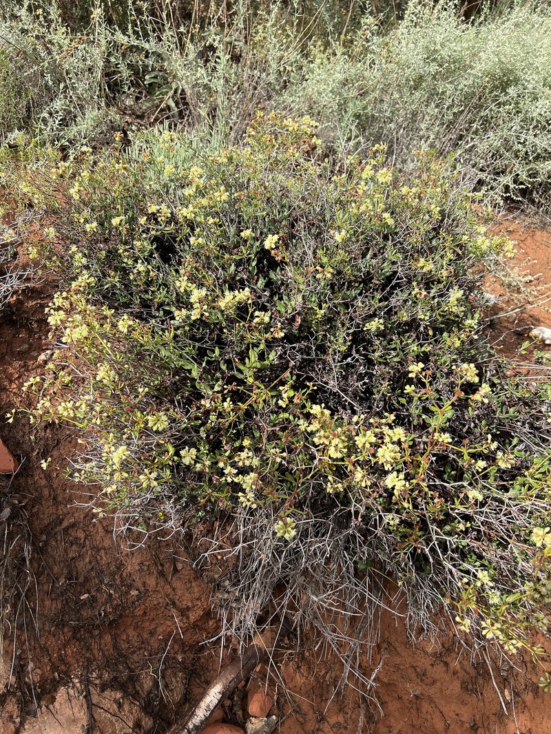 Eriogonum umbellatum var. juniporinum photo 4