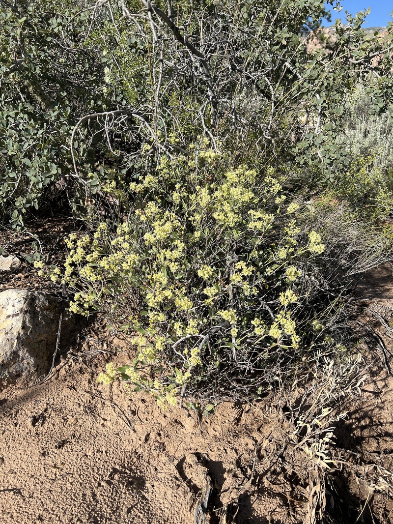 Eriogonum umbellatum var. juniporinum photo 5
