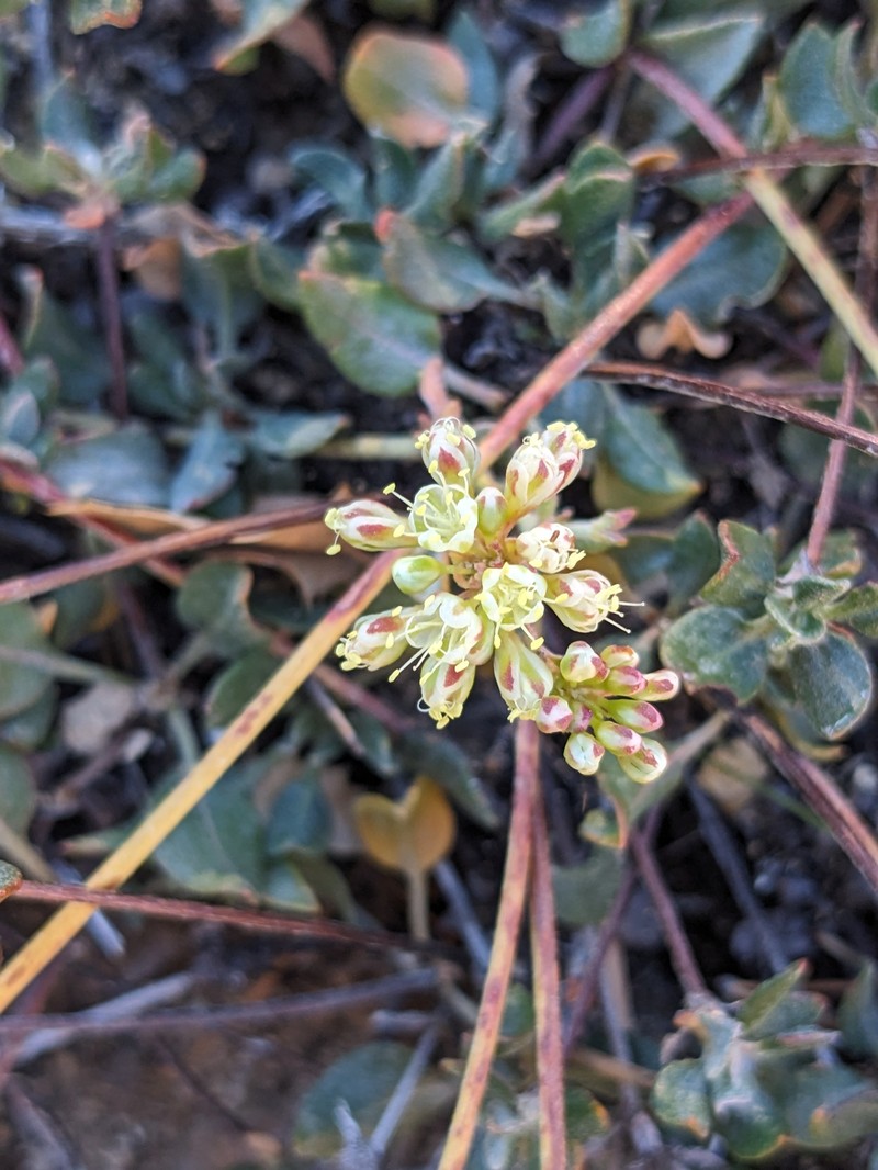 Eriogonum umbellatum var. juniporinum photo 6