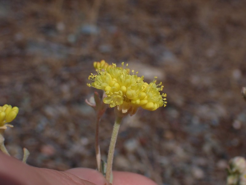 Eriogonum umbellatum var. lautum