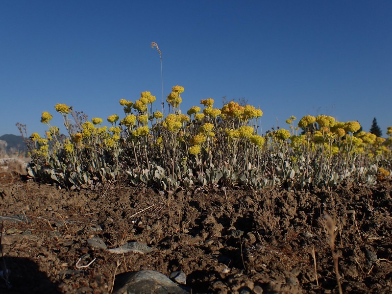 Eriogonum umbellatum var. lautum photo 2