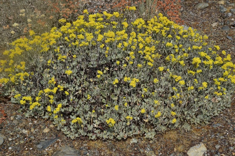 Eriogonum umbellatum var. lautum photo 3