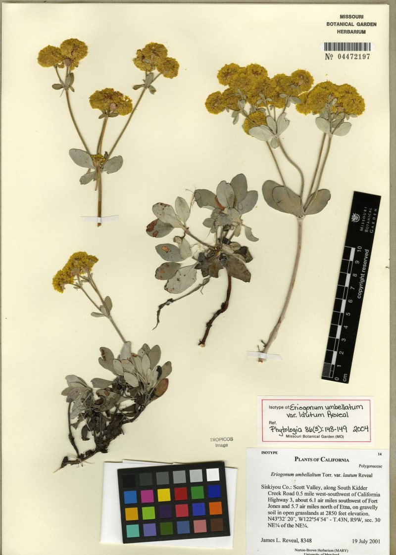 Eriogonum umbellatum var. lautum photo 4