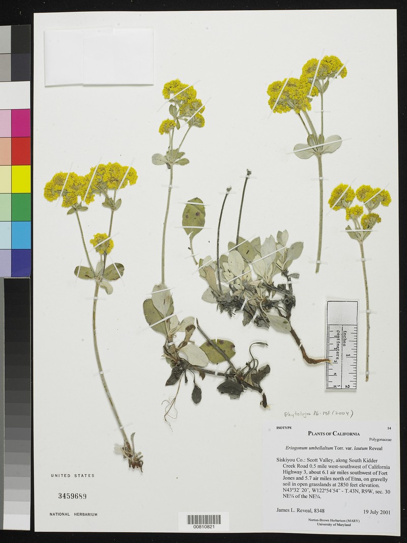 Eriogonum umbellatum var. lautum photo 5