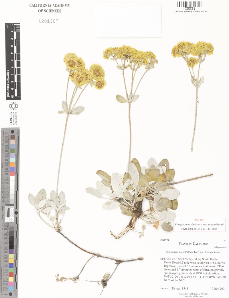 Eriogonum umbellatum var. lautum photo 6