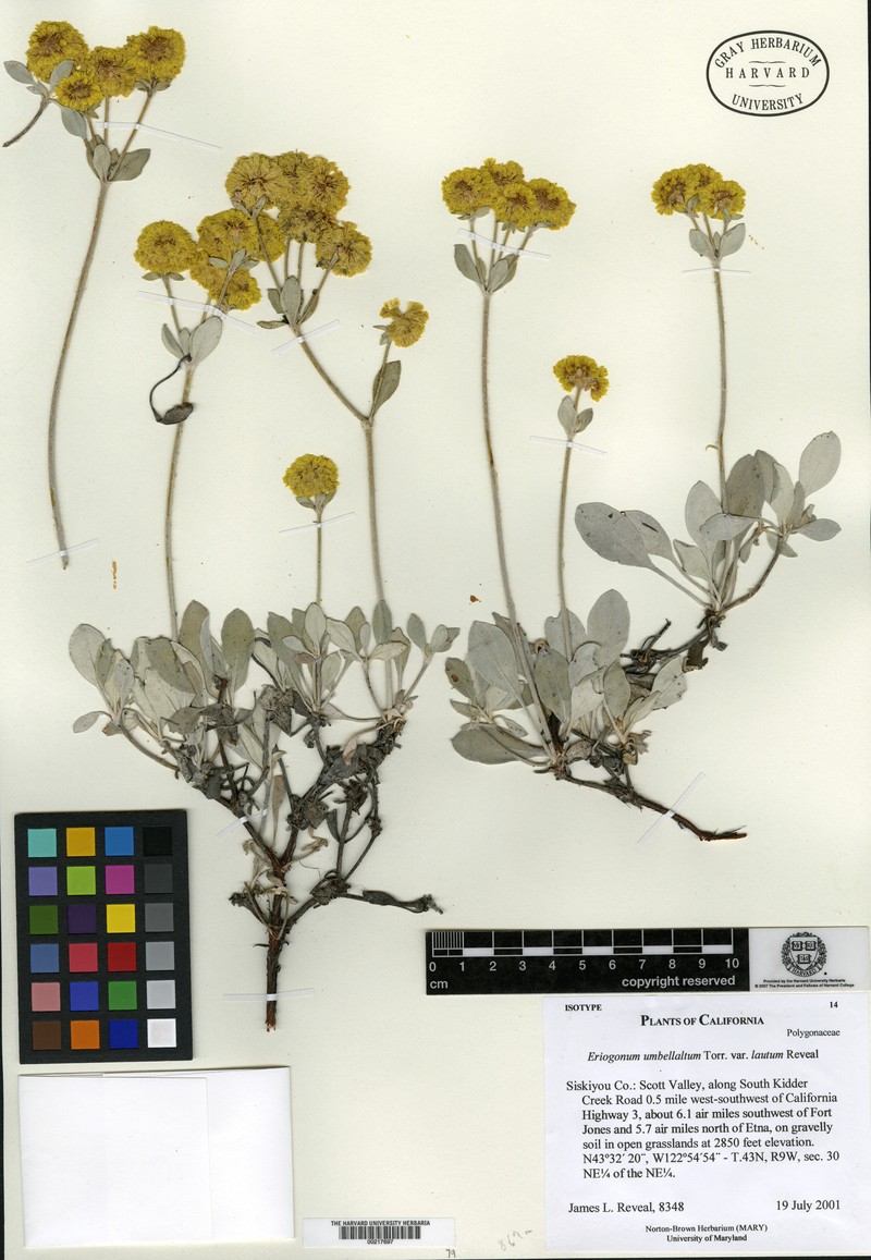Eriogonum umbellatum var. lautum photo 7