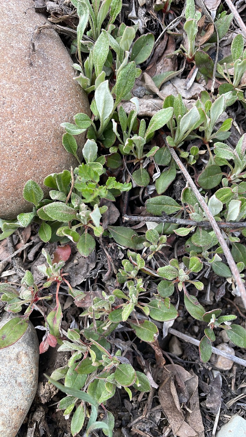 Eriogonum umbellatum var. majus