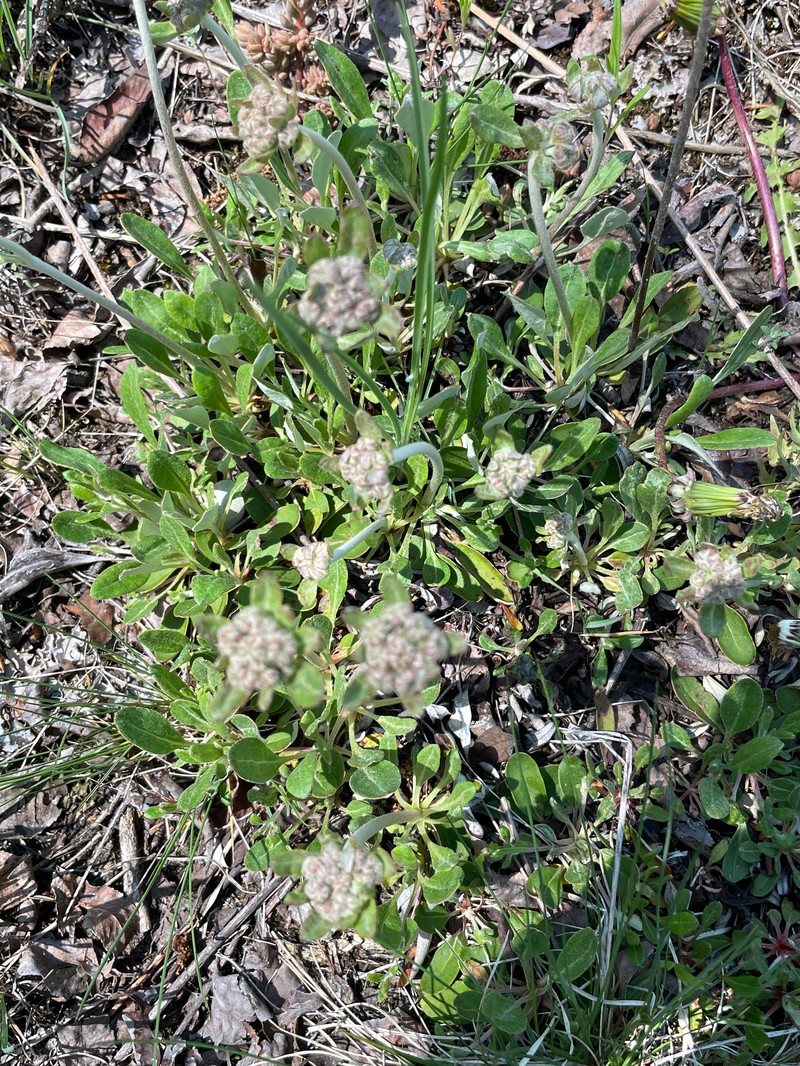 Eriogonum umbellatum var. majus photo 2