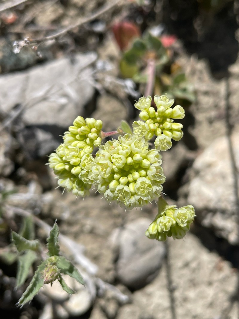 Eriogonum umbellatum var. majus photo 3