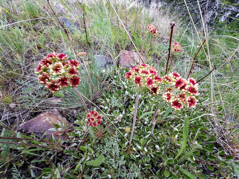 Eriogonum umbellatum var. majus photo 4