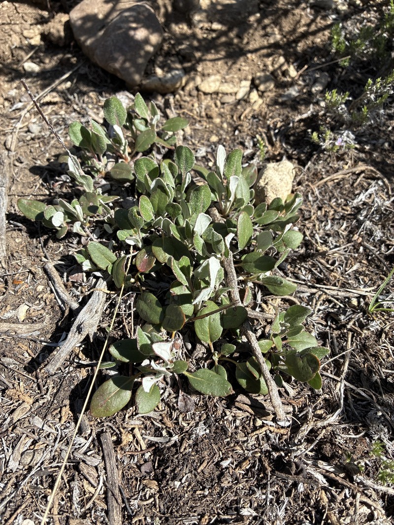 Eriogonum umbellatum var. majus photo 5