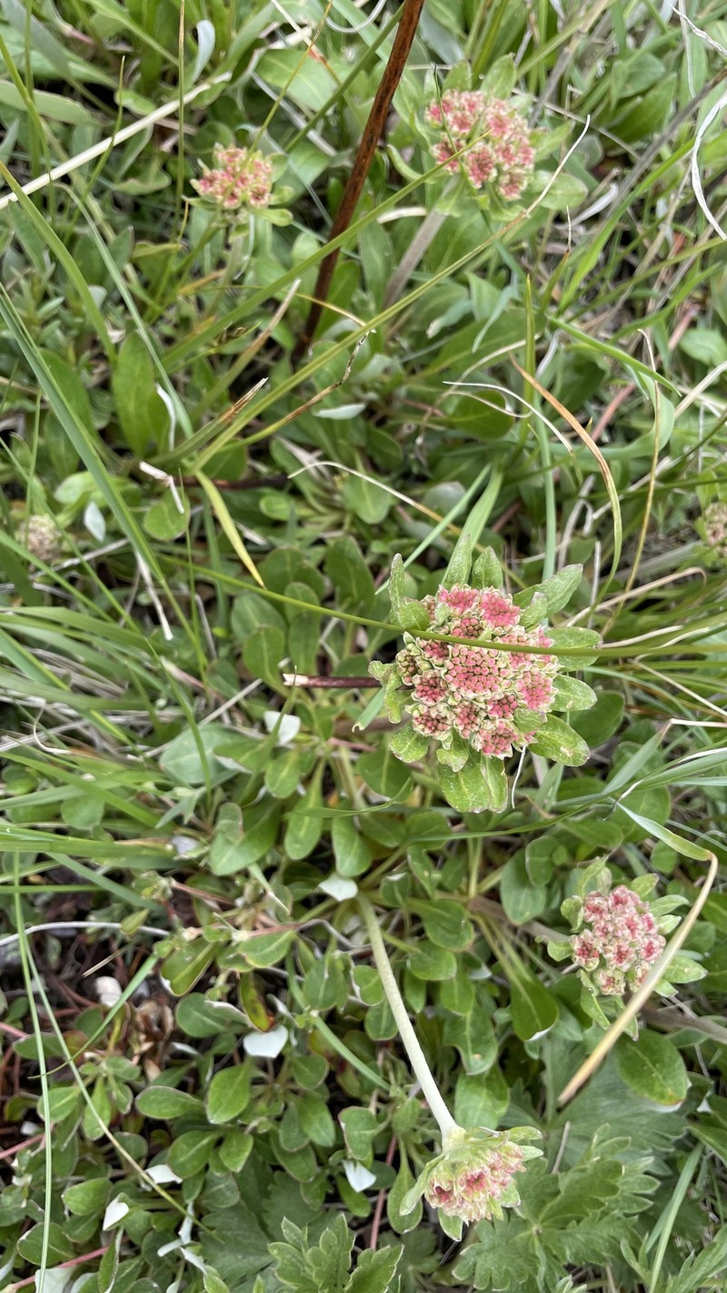 Eriogonum umbellatum var. majus photo 6