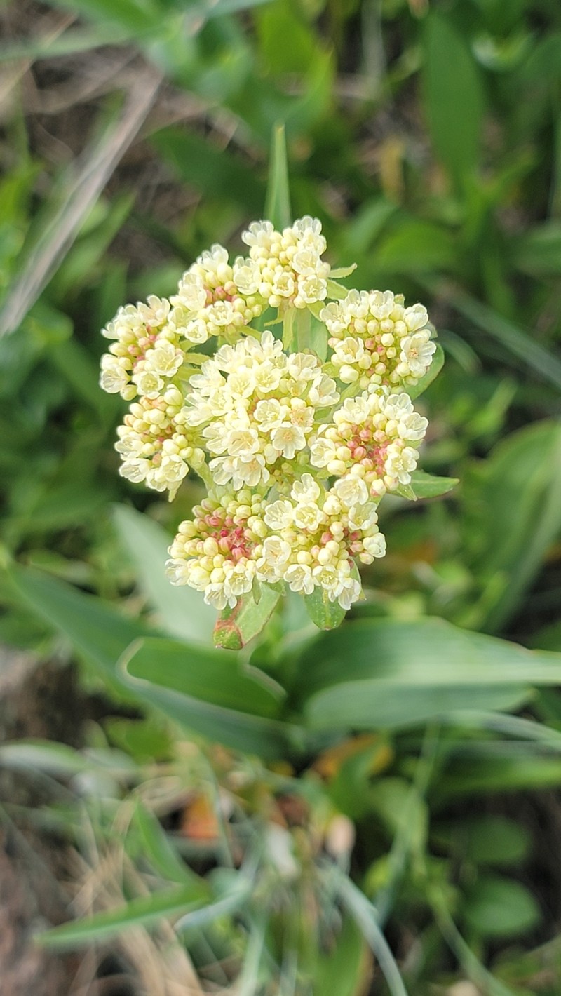 Eriogonum umbellatum var. majus photo 7