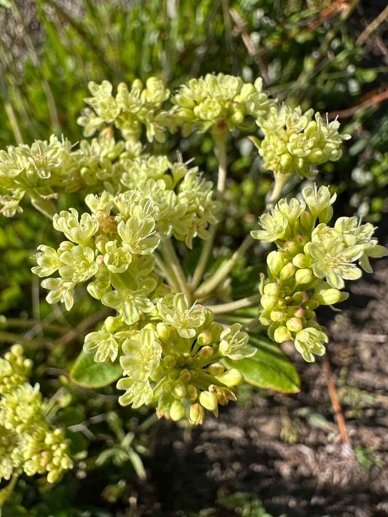 Eriogonum umbellatum var. majus photo 8