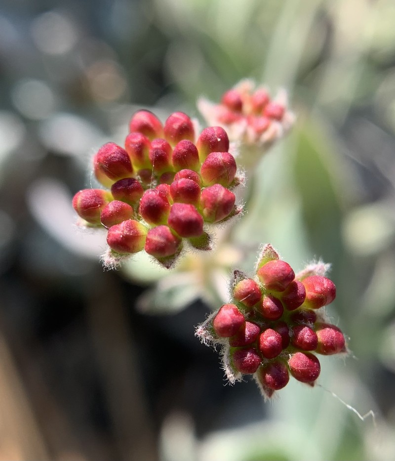 Eriogonum umbellatum var. minus