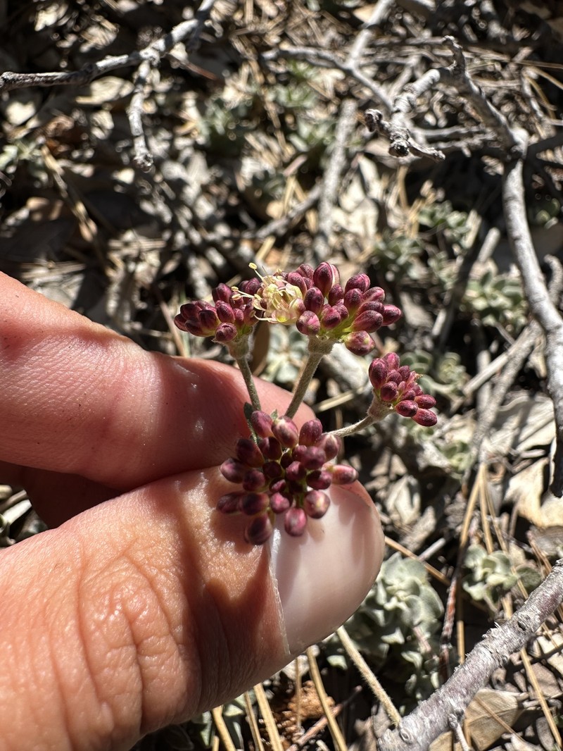 Eriogonum umbellatum var. minus photo 2
