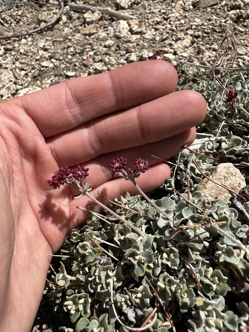 Eriogonum umbellatum var. minus photo 3