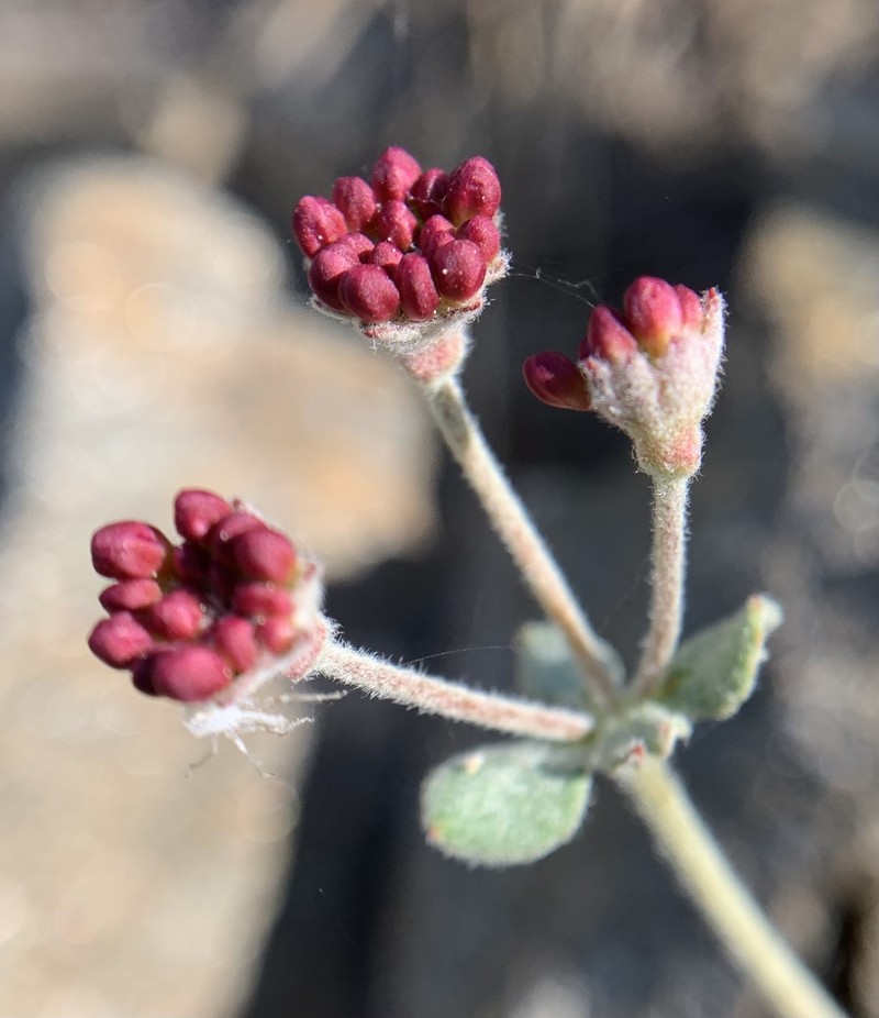 Eriogonum umbellatum var. minus photo 4