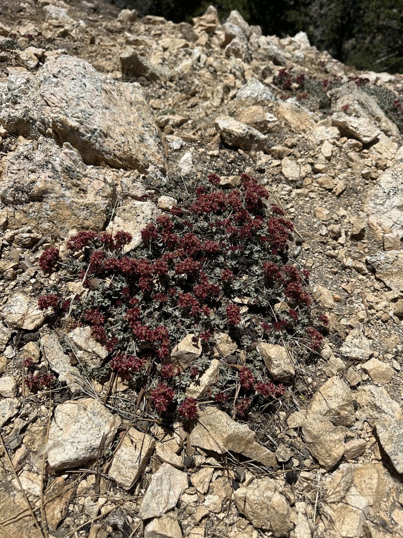 Eriogonum umbellatum var. minus photo 5
