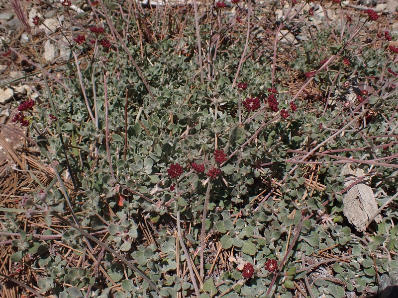 Eriogonum umbellatum var. minus photo 6