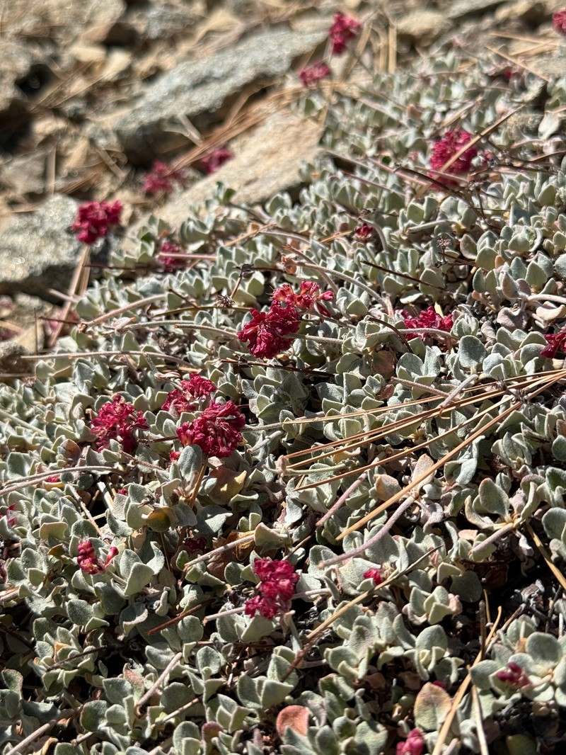 Eriogonum umbellatum var. minus photo 7