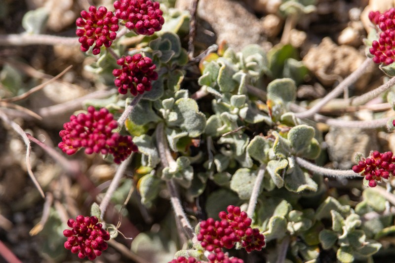 Eriogonum umbellatum var. minus photo 8