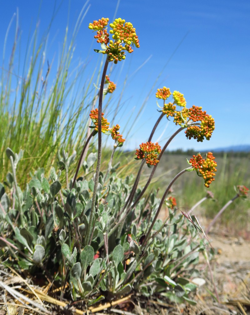 Eriogonum umbellatum var. modocense photo 3