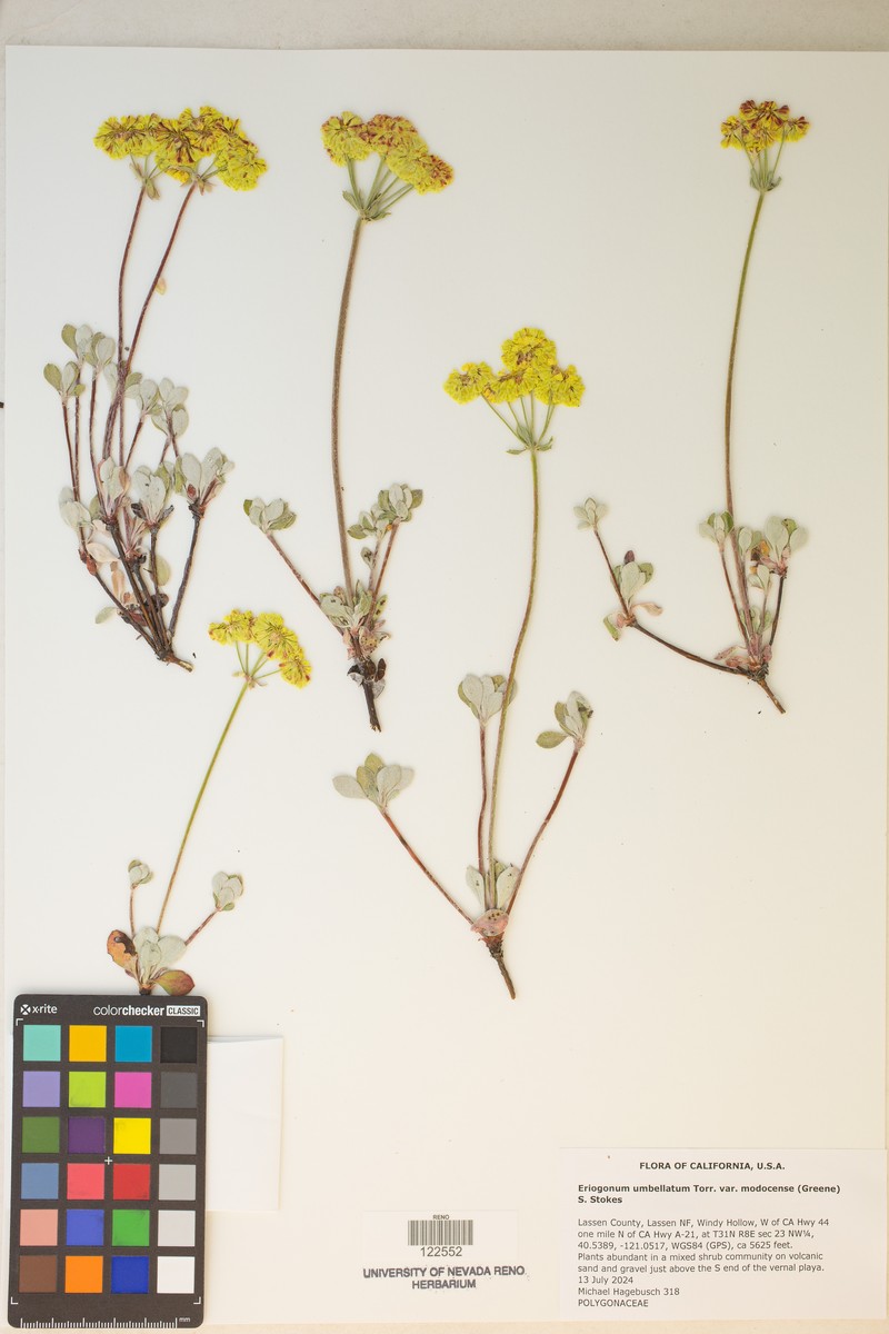 Eriogonum umbellatum var. modocense photo 4