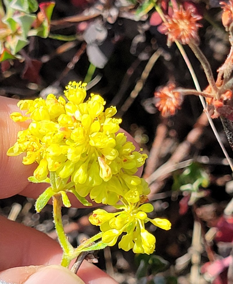 Eriogonum umbellatum var. modocense