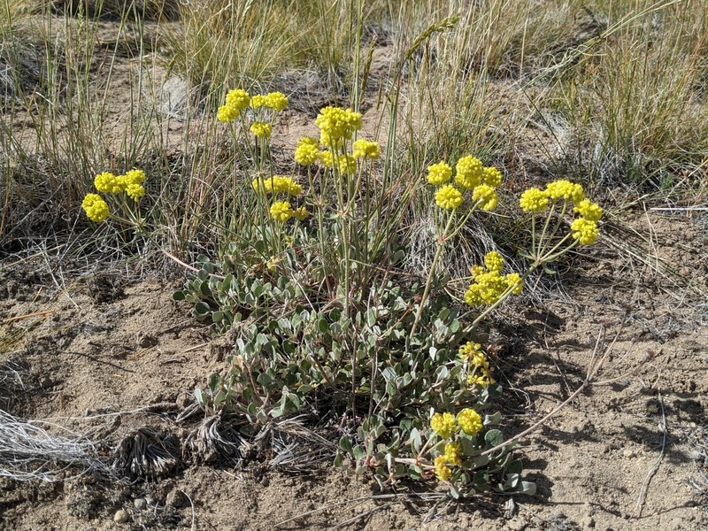 Eriogonum umbellatum var. modocense photo 2