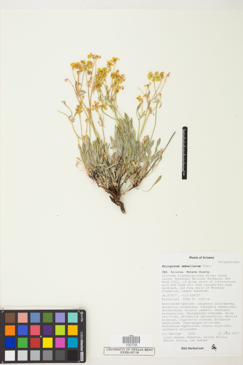 Eriogonum umbellatum var. mohavense