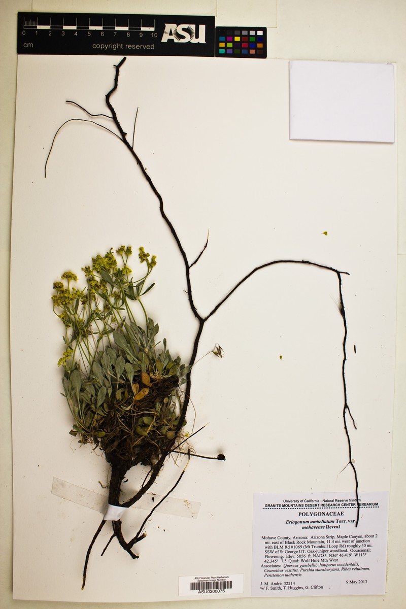 Eriogonum umbellatum var. mohavense photo 2