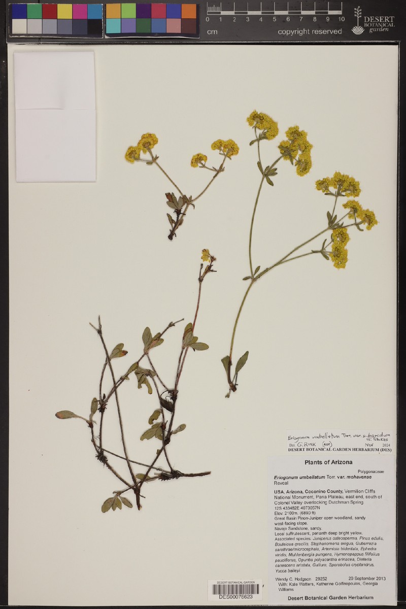 Eriogonum umbellatum var. mohavense photo 3