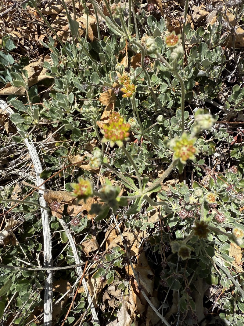 Eriogonum umbellatum var. munzii