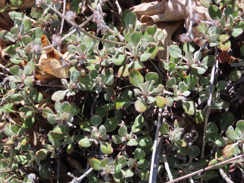 Eriogonum umbellatum var. munzii photo 2