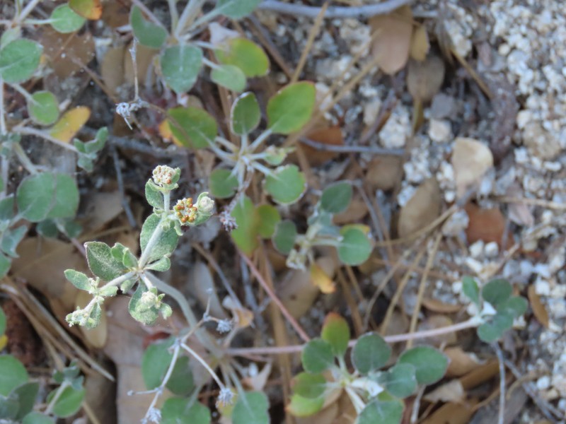 Eriogonum umbellatum var. munzii photo 3