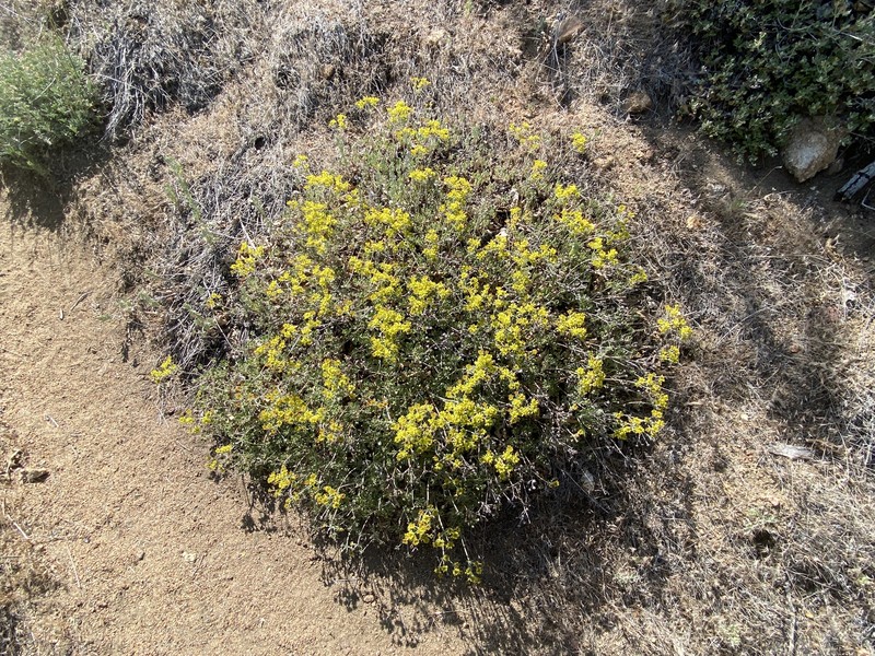 Eriogonum umbellatum var. munzii photo 4