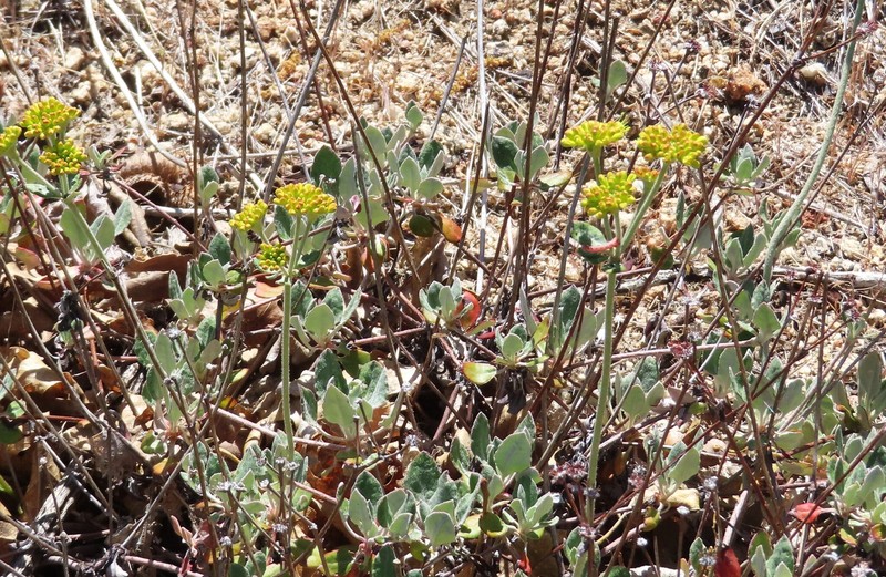 Eriogonum umbellatum var. munzii photo 5
